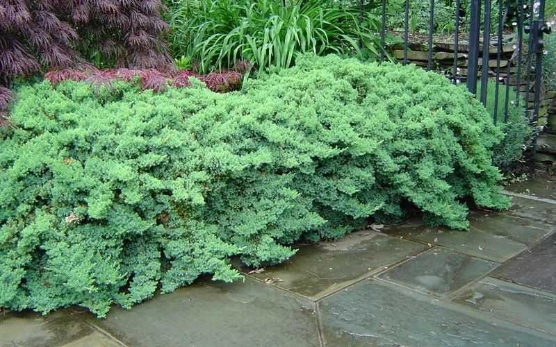 Можжевельник лежачий Нана