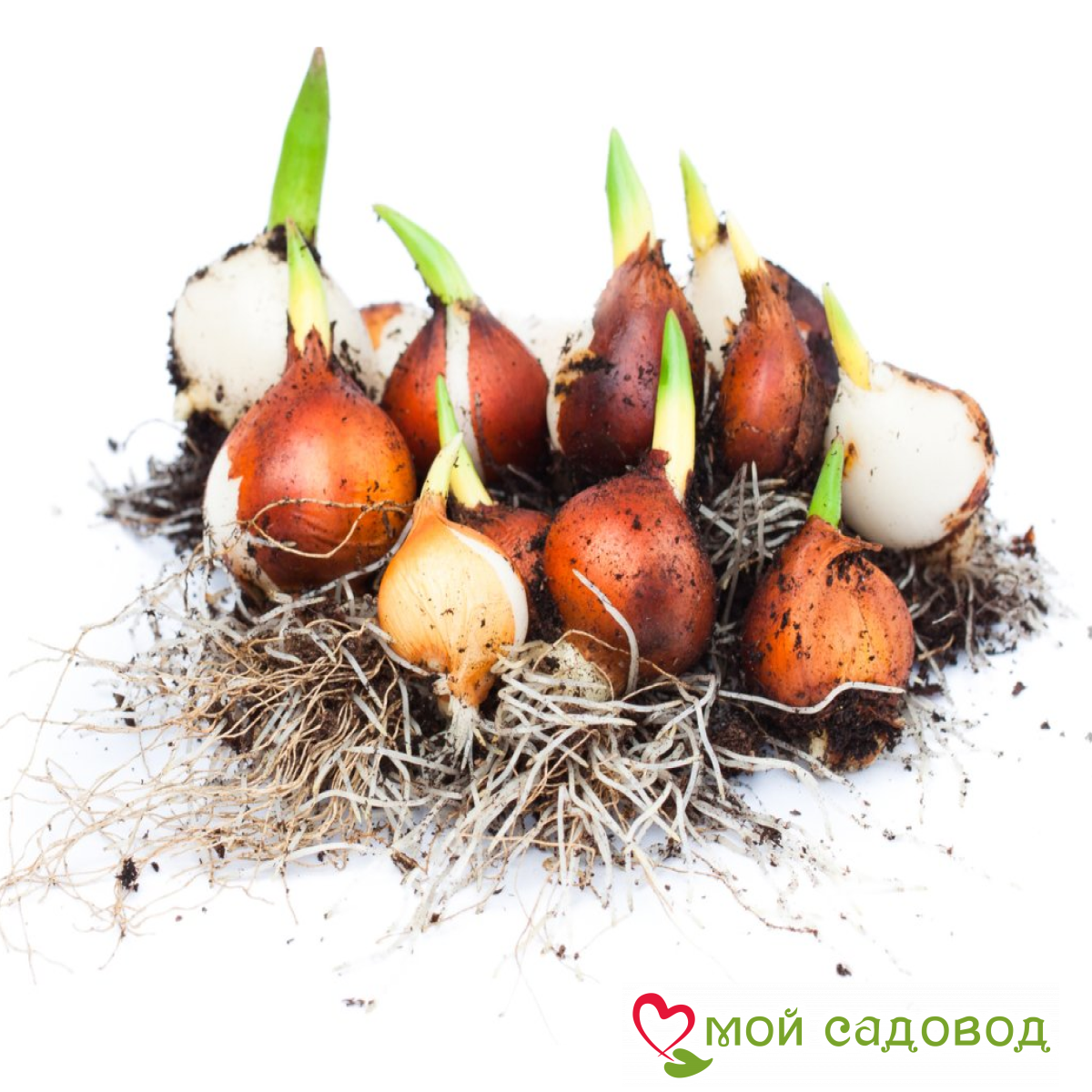 Тюльпан Перл Принцесс