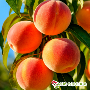 Персик Спринг Голд